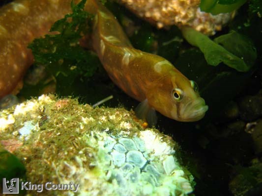Photo of Crescent Gunnel - Pholis laeta